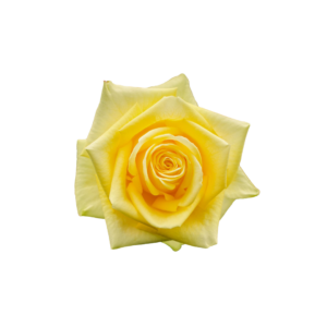 ROSE, 60CM YELLOW, STARDUST