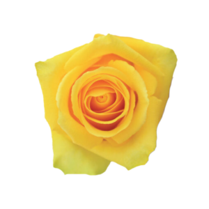 ROSE, 60CM YELLOW, TARA