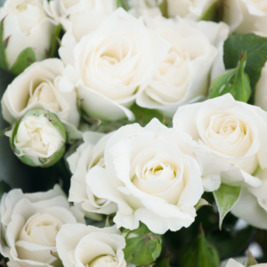 ROSE, SPRAY - WHITE (10ST)