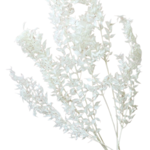 RUSKUS ITALIAN, BLEACHED