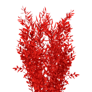 RUSKUS ITALIAN, BLEACHED RED