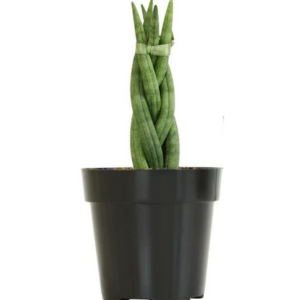 2" SANSEVIERIA, BRAIDED