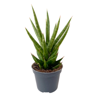 2" SANSEVIERIA, FRANCISII