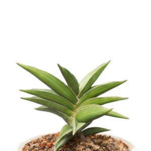 2" SANSEVIERIA, SAMURAI