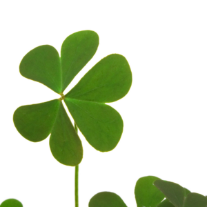 2" SHAMROCK