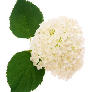 HYDRANGEA, ORGANIC