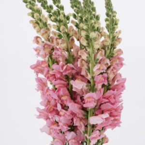 SNAPDRAGON - PINK