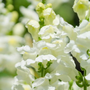 SNAPDRAGON - WHITE