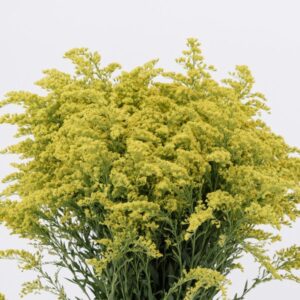 SOLIDAGO