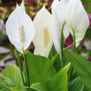 6" SPATHIPHYLLUM, STANDARD