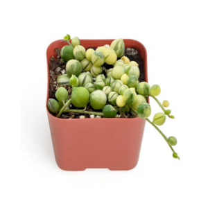 2" STRING OF PEARLS VARIGATED