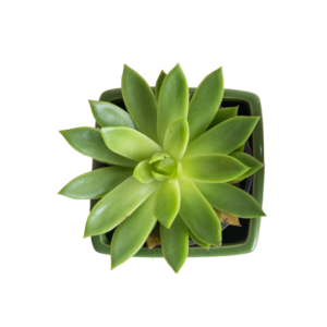2" SUCCULENT