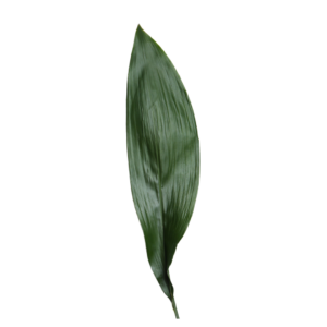 TI LEAF, GREEN (25 ST)