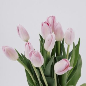TULIP, PINK