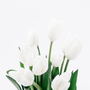 TULIP, WHITE