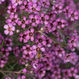 WAXFLOWER, PURPLE