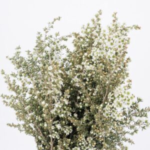 WAXFLOWER, WHITE